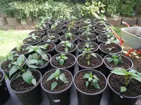 DSCF7671.webp
