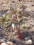 Paeonia Coral Charme.jpg