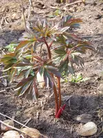 Paeonia Coral Charme.webp
