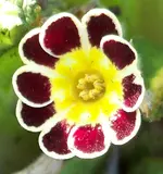 006.webp