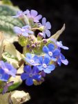 Brunnera macrophylla Variegata.jpg