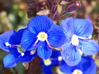Ehrenpreis Goergia Blue.webp