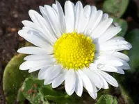 100_4274.webp