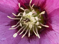 Helleborus Mary Lou.webp