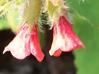 pulmonaria David Ward.webp