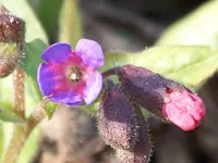 Pulmonaria Majeste.webp