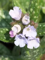 Pulmonarie Opal.webp