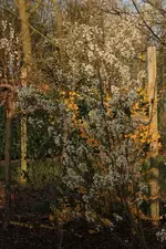 Felsenbirne 140330.webp