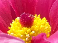 rote Kuhschelle.webp