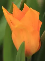 Tulpe orange.webp