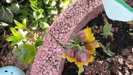 Fritillaria michailovskyi.webp