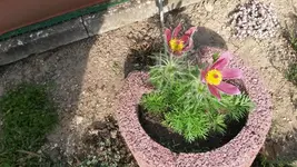 küchenschelle rosa (2).webp
