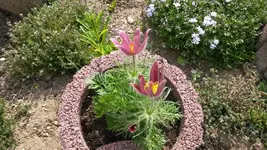 küchenschelle rosa.webp