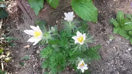 küchenschelle weiss.webp