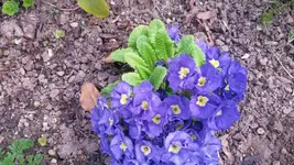 kissenprimel blau.webp