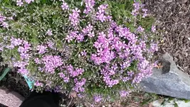 teppichphlox (2).webp