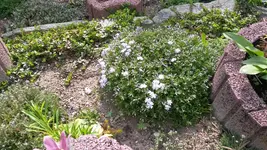 teppichphlox (3).webp