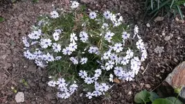 teppichphlox.webp