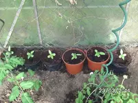Sonnenblumen.webp