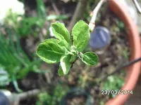 Balkonapfel.webp