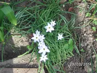 Andenknofi.webp
