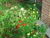Blüten.webp