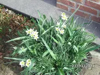 Wildtulpen.webp