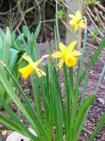 image.webp