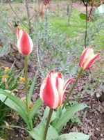 image.webp