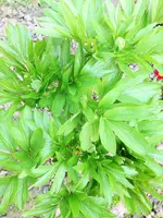 image.webp