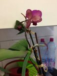 orchidee1.jpg