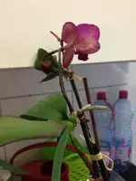 orchidee1.webp