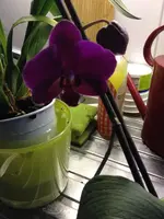 Orchidee3.webp
