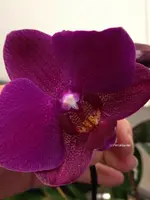 Orchidee4.webp