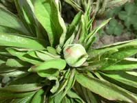 CIMG7154.webp