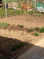 Gartenbeet.webp