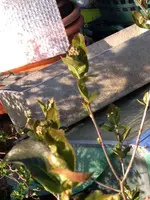 Aronia1.webp