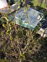Aronia2.webp