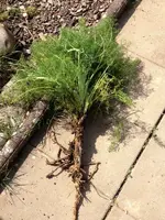 Fenchel.webp