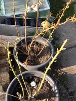 Heidelbeeren.webp