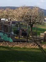 Kirschbäume.webp