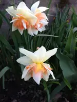 Narzissen.webp