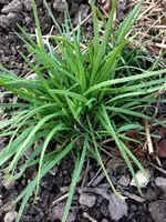 Schnittknoblauch.webp