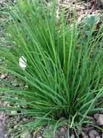 Schnittlauch.webp