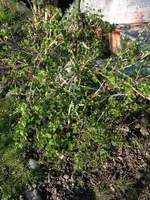 Stachelbeere.webp