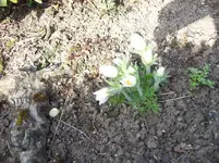 Küchenschelle.webp