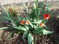 Tulpe.webp