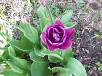 Tulpe 2.webp