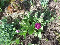 Tulpe 1.webp