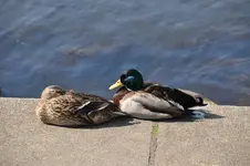 DSC_1136.webp